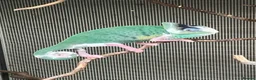 Chameleon reptiles for sale: Yemen Chameleon babies, Normal & Pieds - Advert 8