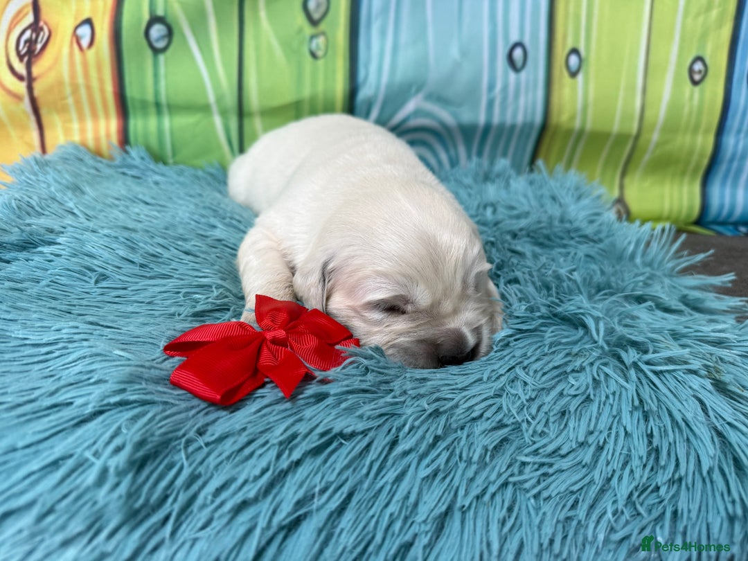 Golden Retriever dogs for sale: Beautiful KC reg DNA clear puppies available  - Advert 2