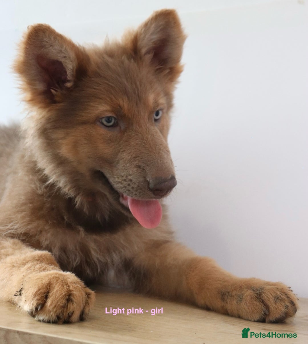 German Shepherd dogs for sale: German Shepherd puppies - Image 16