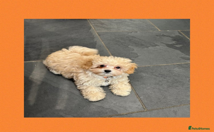 Maltipoo dogs - Advert 1
