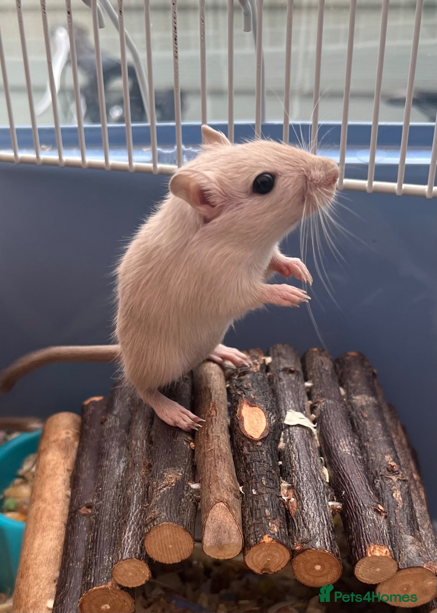 Gerbil rodents Adorable baby gerbils - Advert 2