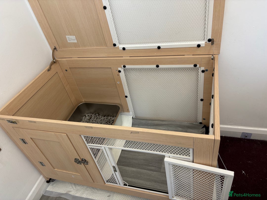 Mixed Breed rabbits for sale: Indoor Rabbit Plus Full Set Up/Etc. For Sale - Advert 5