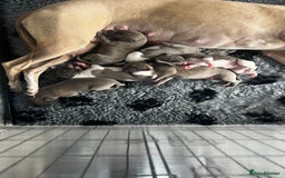 Whippet dogs for sale: STUNNING! TOP PEDIGREE BLUE FAWN WHIPPETS! KC REG - Image 3