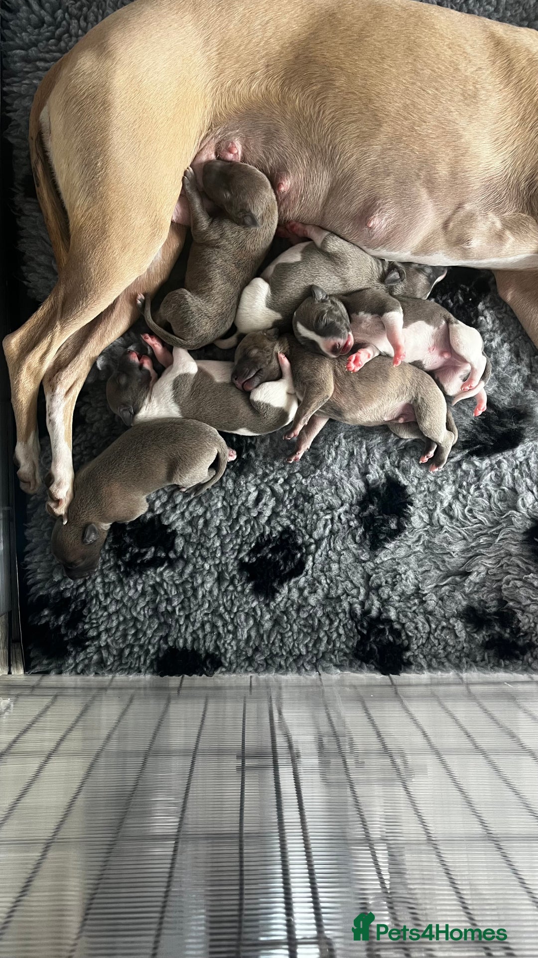 Whippet dogs for sale: STUNNING! TOP PEDIGREE BLUE FAWN WHIPPETS! KC REG - Image 3