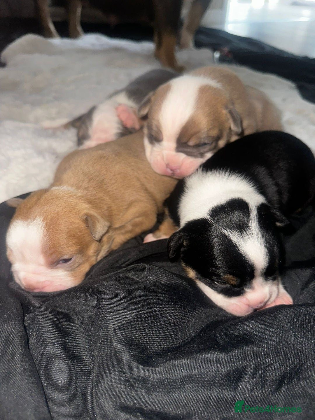 Olde English Bulldogge dogs for sale: Olde English Bulldogge Puppies  - Image 23