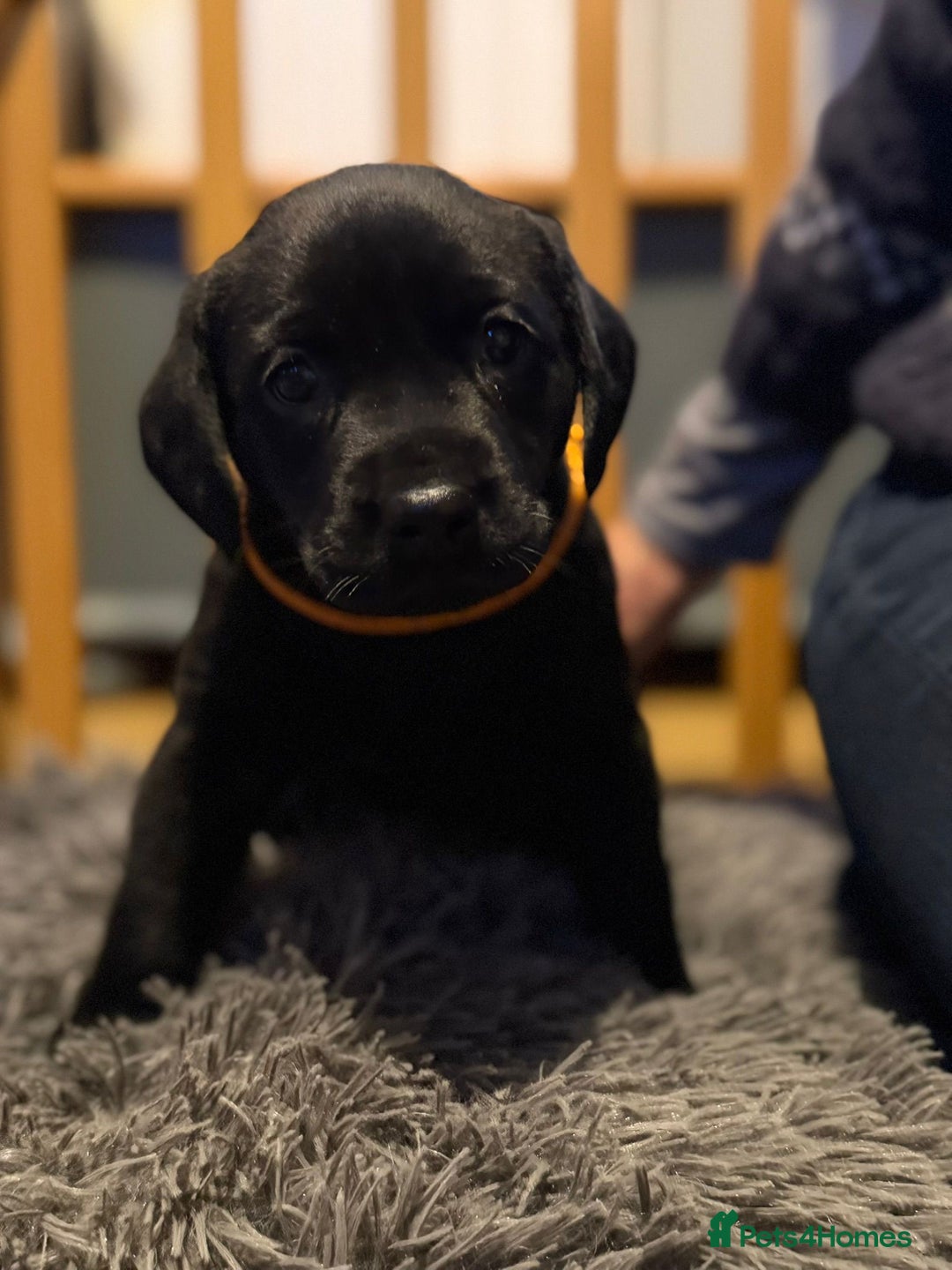 Labrador Retriever dogs for sale: Labrador pup - Advert 4