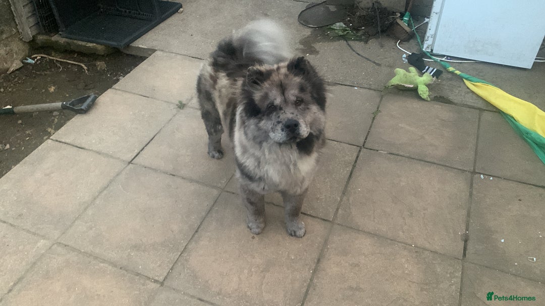 Chow Chow dogs for sale: Beautiful blue fluffy female chow 3 months  - Advert 3