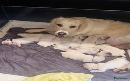 Golden Retriever dogs for sale: CHUNKY CREAM PUPPIES  - Image 5