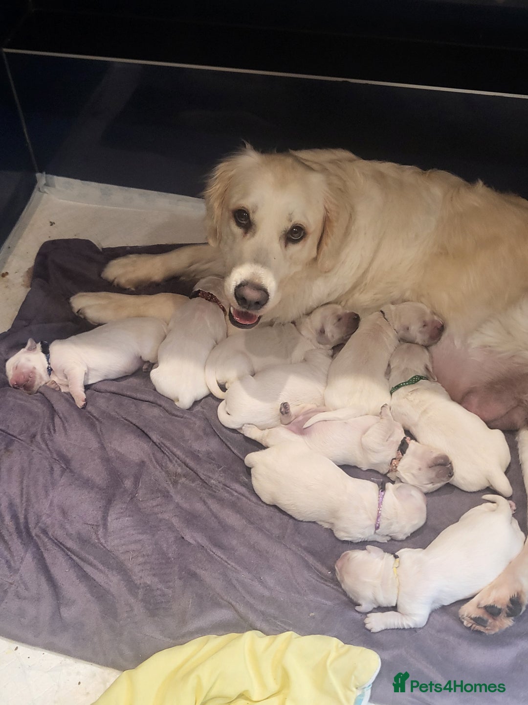 Golden Retriever dogs for sale: CHUNKY CREAM PUPPIES  - Image 5