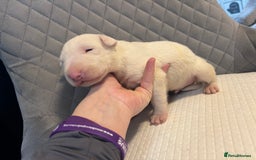 English Bull Terrier dogs for sale: Champion Bloodline English Bull Terrier Puppies  - Image 18