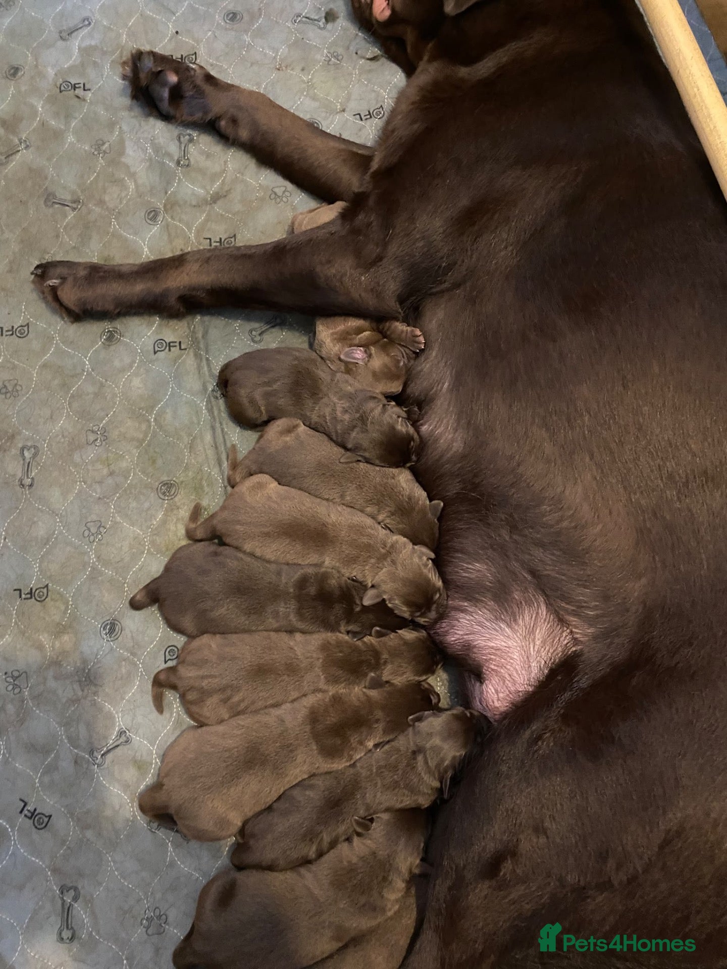 Labrador Retriever dogs Beautiful Chocolate Puppies are now ready to view. - Advert 1