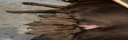 Labrador Retriever dogs for sale: Beautiful Chocolate Puppies are now ready to view. - Advert 1