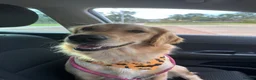 Golden Retriever dogs for sale: ✨ 10 Beautiful Golden Retriever Puppies - Advert 8