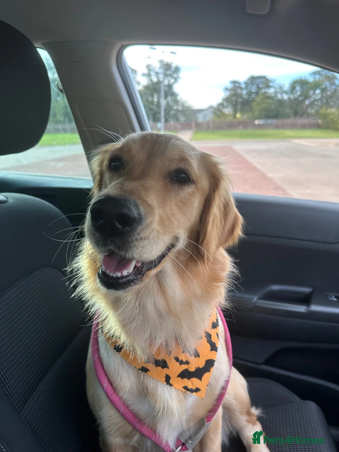 Golden Retriever dogs for sale: ✨ 10 Beautiful Golden Retriever Puppies - Advert 8