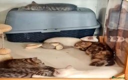 British Shorthair cats for sale: Beautiful British shorthaired kittens  - Image 6