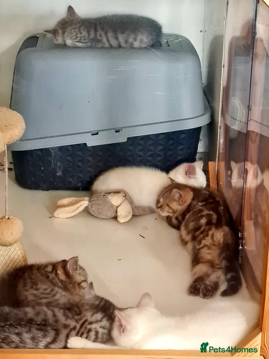 British Shorthair cats for sale: Beautiful British shorthaired kittens  - Image 6