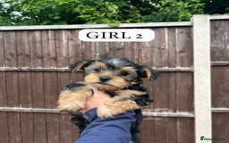 Yorkshire Terrier dogs for sale:  Yorkshire Terrier Puppies 😍🥰 2 available  - Image 14