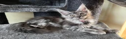 Maine Coon cats for sale: Pure Breed Maine Coon Kittens - Advert 11