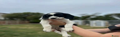 English Springer Spaniel 2