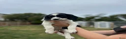 English Springer Spaniel dogs for sale: KC registered springer spaniel boys  - Advert 7