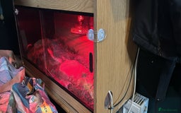Python Snake reptiles for sale: Ball python  - Image 2