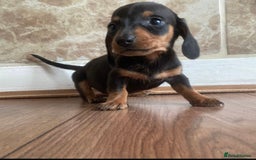 Miniature Dachshund dogs for sale: True miniature’s dapples & chocolate 🤎 - Image 15