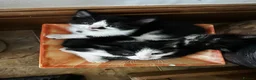 Mixed Breed cats for sale: Kittens jointly raised by our little dog  - Advert 2
