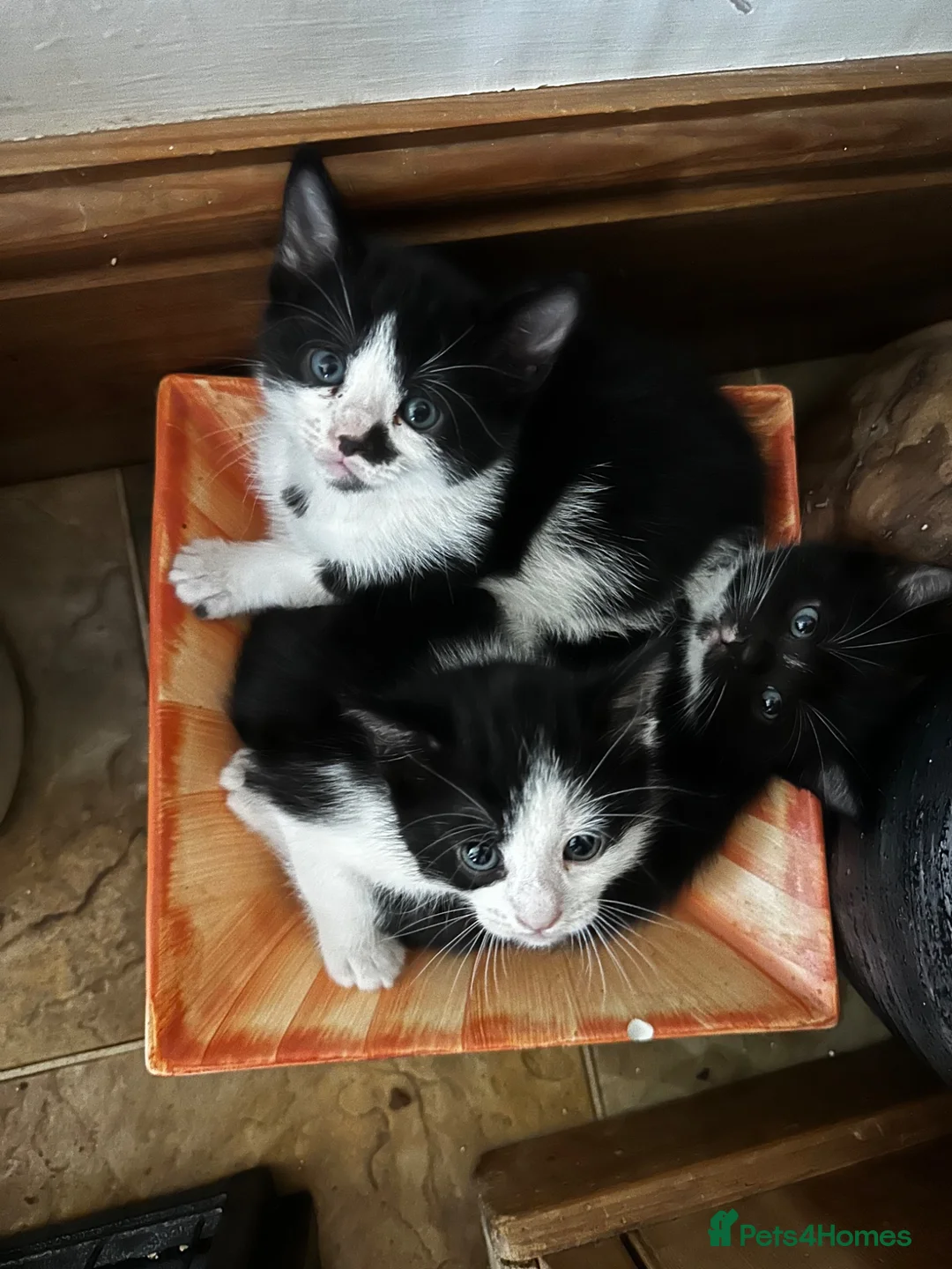 Mixed Breed cats for sale: Kittens jointly raised by our little dog  - Advert 2