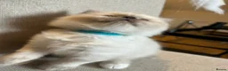 Birman cats for sale: Beautiful Blue Point Birman-Ragdoll Kittens in Leicester - Advert 9