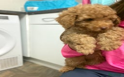 Miniature Poodle dogs for sale: Miniture poodles - READY TO LEAVE!!   - Image 36