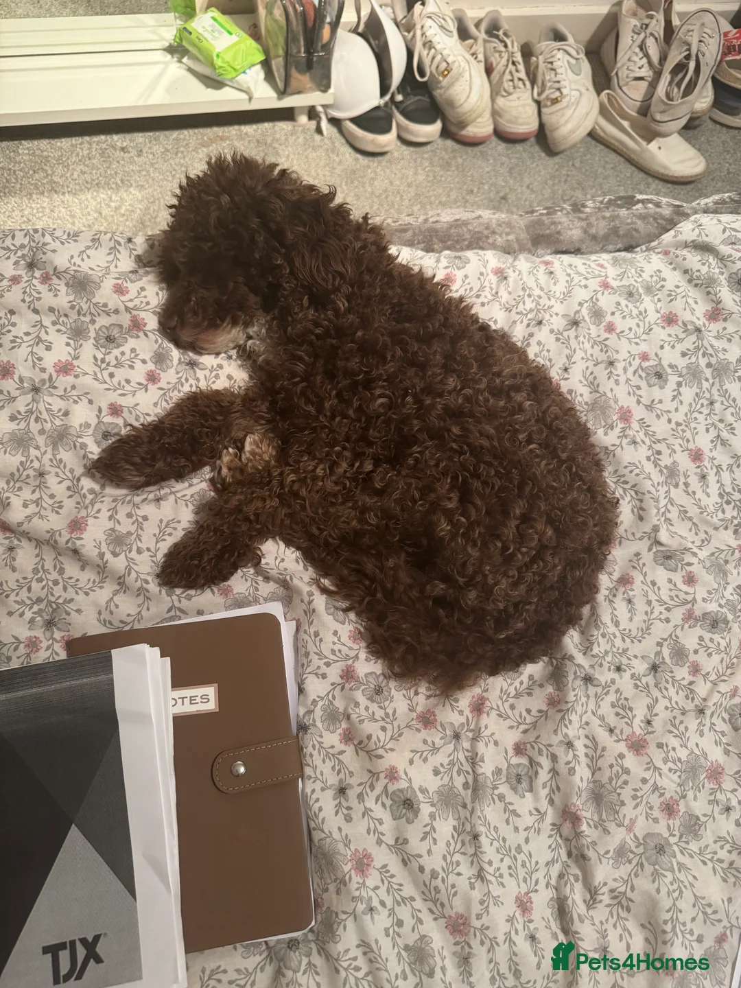 Toy Poodle dogs for stud: Lovely KC chocolate toy poodle for Stud in Watford - Advert 4