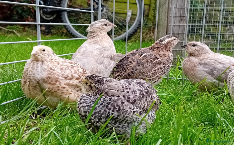 Quail poultry - Advert 3