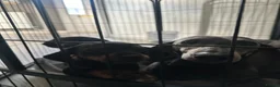 Miniature Dachshund dogs for sale: Miniature dachshund  - Advert 2