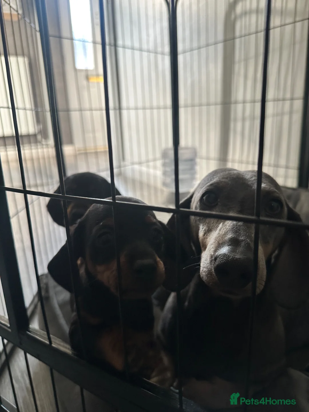Miniature Dachshund dogs for sale: Miniature dachshund  - Advert 2