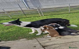 Border Collie dogs for sale: Border Collie pups - Image 5
