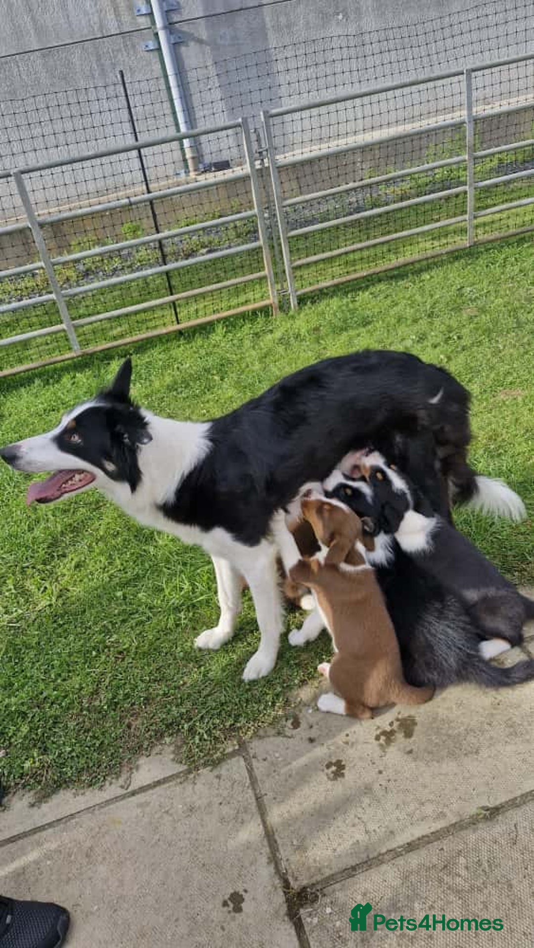 Border Collie dogs for sale: Border Collie pups - Image 5