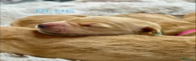 Golden Retriever Puppy - Blue
