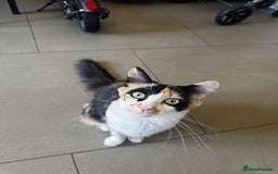Mixed Breed cats for sale: Cat for sale.  - Image 1