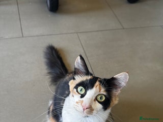 Mixed Breed cats - Advert 32