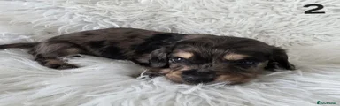 Miniature Dachshund Puppy 2