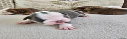 English Bulldog dogs for sale: British bulldog pups in Ammanford - Advert 13