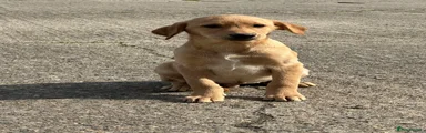Labrador Retriever 6