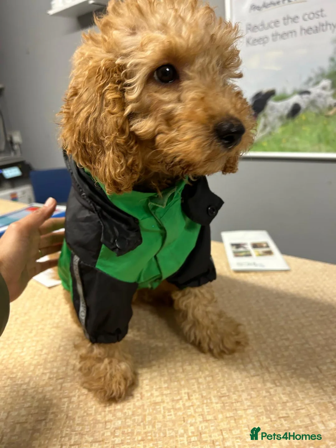 Cavapoo dogs for sale: F1B Cavapoo Puppies for Sale - Advert 7