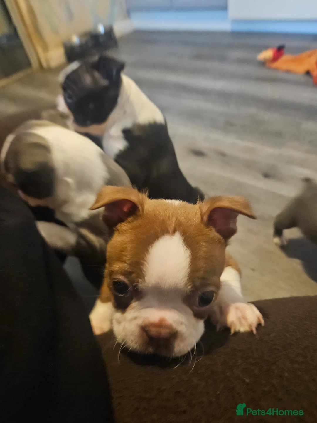 Boston Terrier dogs for sale: Stunning boston terrier puppies  - Advert 7