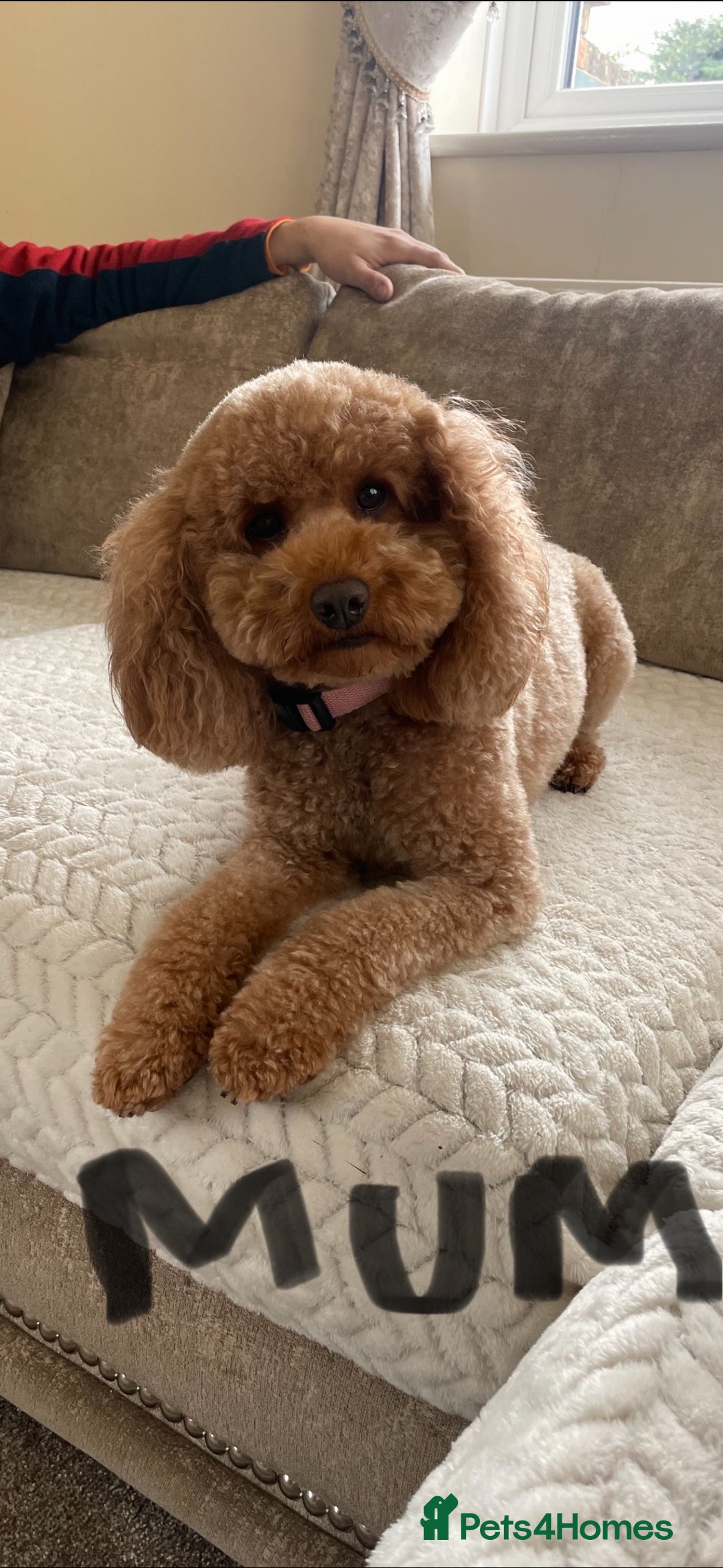 Miniature Poodle dogs for sale: Miniature poodle puppies  - Advert 13