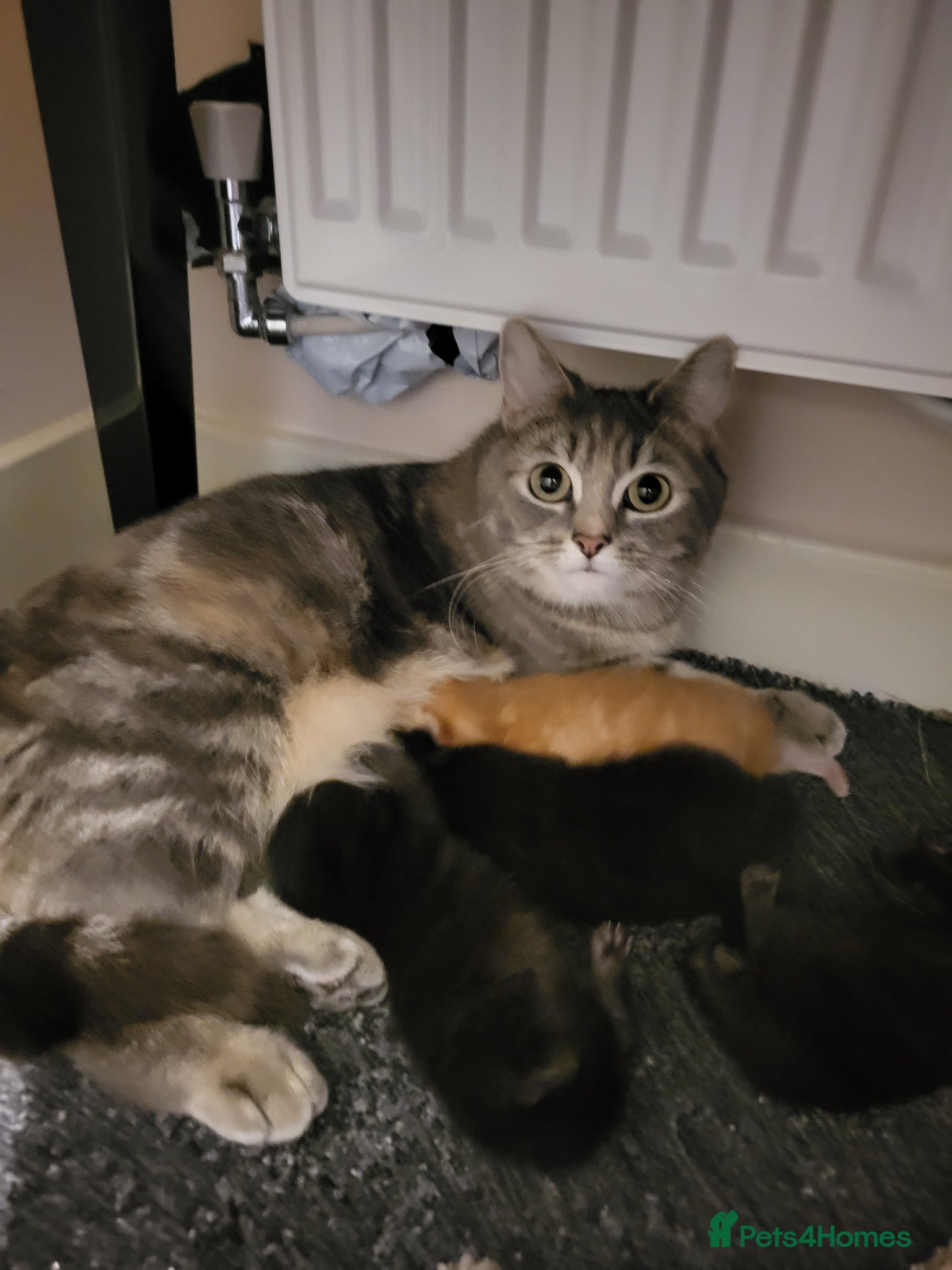 Mixed Breed cats Beautifully Stunning Kittens! - Advert 1