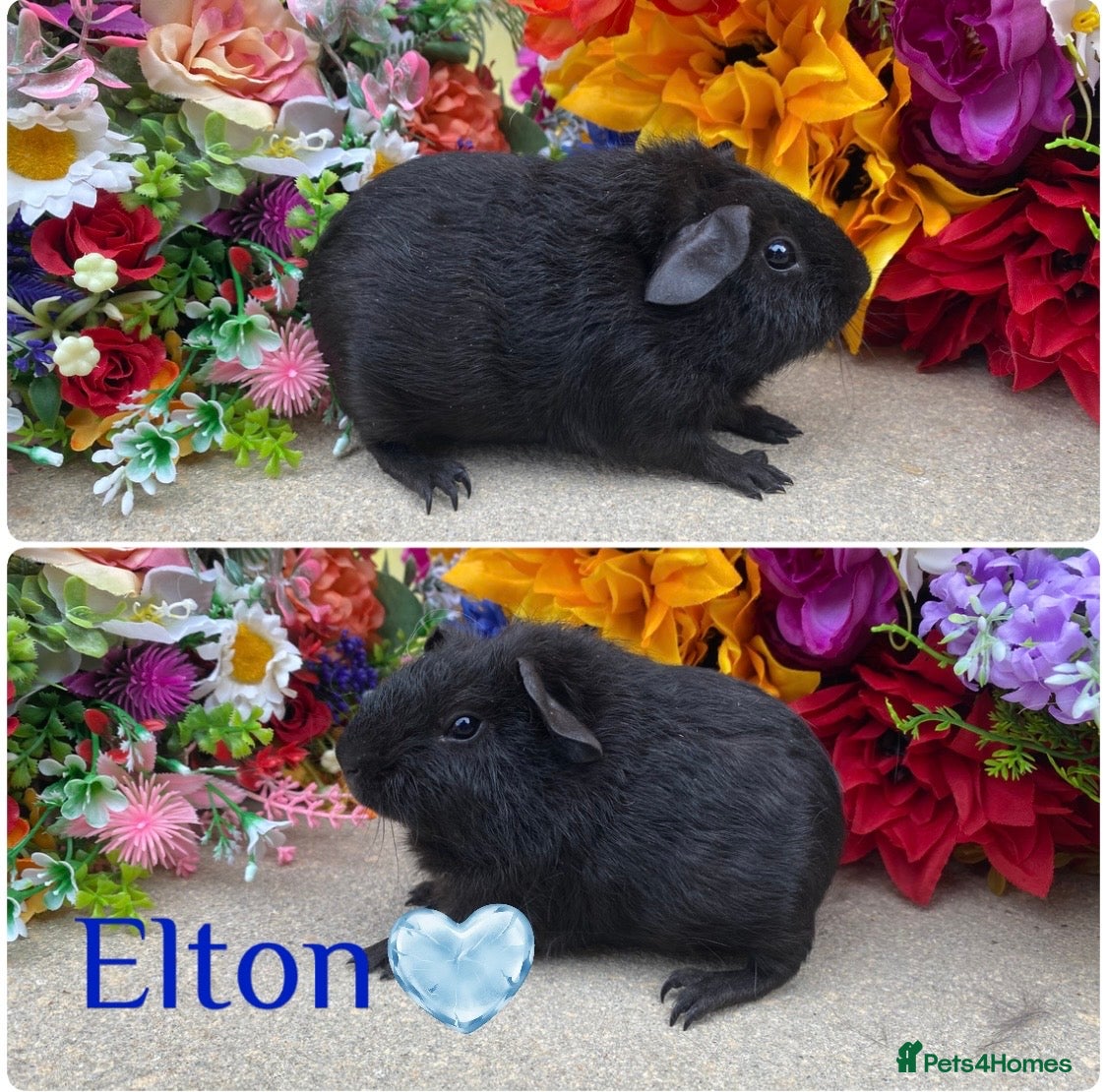 Guinea Pig rodents Pedigree Lunkarya/smooth Guinea pigs ready now  - Advert 1