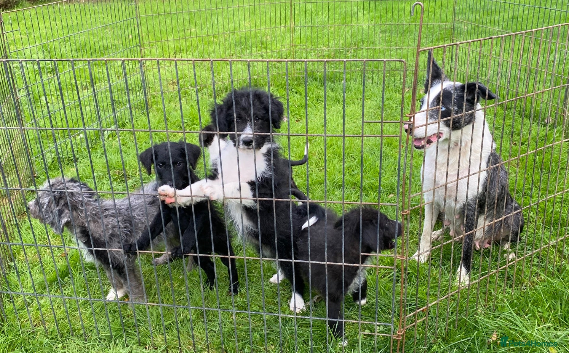 Bordoodle dogs for sale: Standard Bordoodle Puppies - Advert 1