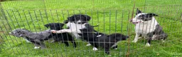 Bordoodle dogs for sale: Standard Bordoodle Puppies - Advert 1