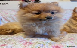 Pomeranian dogs for sale: 2 LEFT!! Purebred Cute fluffy Pomeranian Puppies! - Image 15